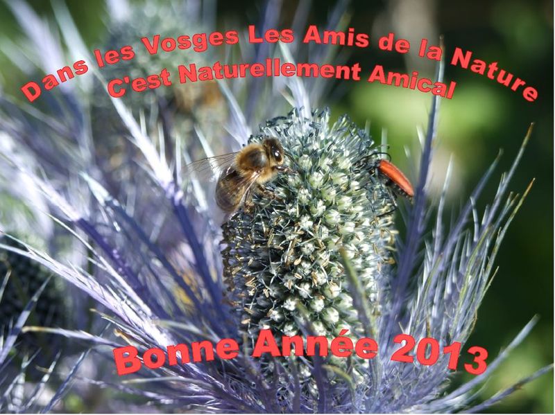 Carte de Voeux 2013